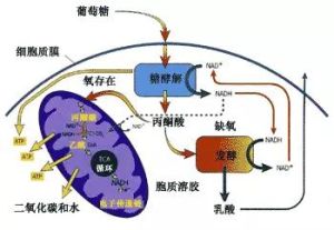 無氧氧化