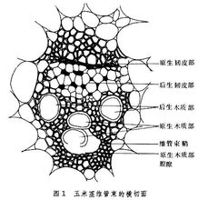 維管束