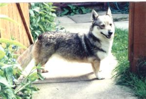 瑞典柯基犬Swedish Vallhund