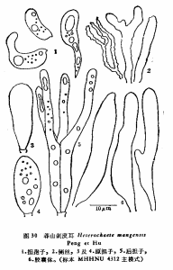 莽山刺皮耳