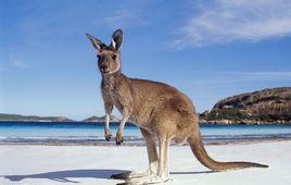 Kangaroo