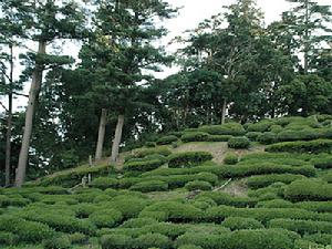 高山茶梨