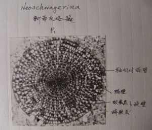 新希瓦格蜓