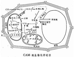 景天科酸代謝