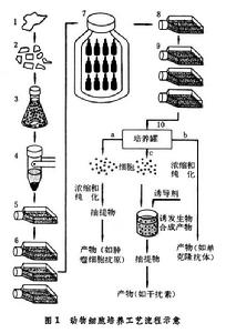 動植物細胞大量培養