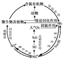 氮循環