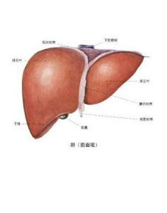 B肝145陽性