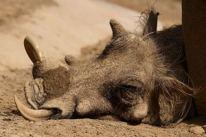一隻疣豬在炎夏下的美國加州聖地牙哥動物園中休息