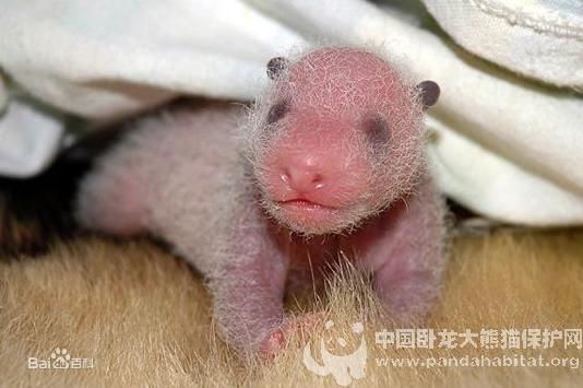 熊貓寶寶成長過程