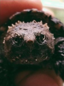 小鱷龜