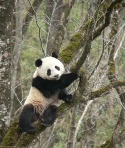 保護區中的大熊貓