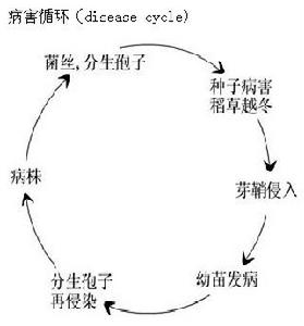 （圖）病害循環