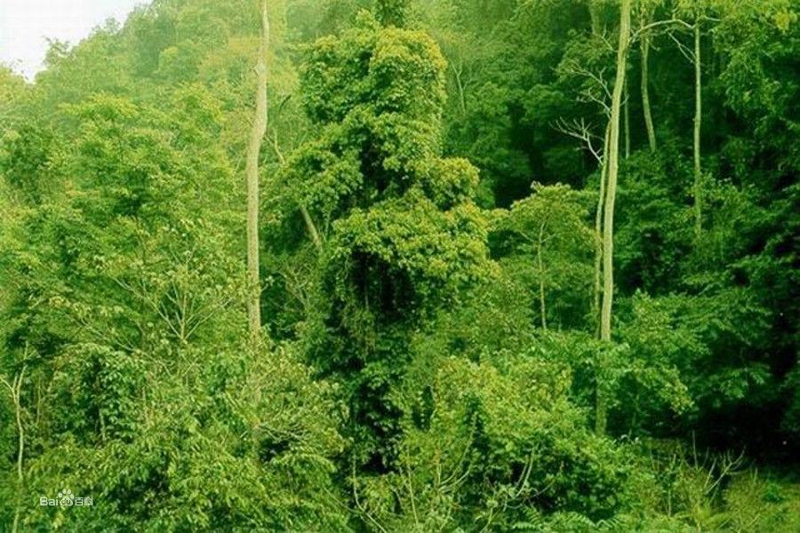 西雙版納納版河流域國家級自然保護區