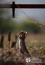 非洲利用老鼠掃雷