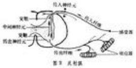 反射[受刺激物對刺激物的逆反應]