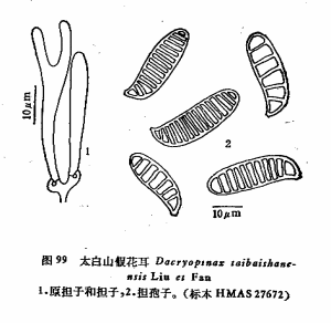 太白山假花耳