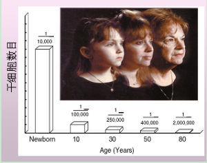 皮膚幹細胞數量