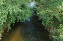 樹蔭覆蓋下的希隆河