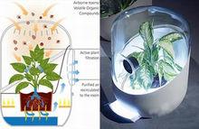 植物空氣過濾器