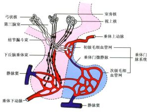 內分泌紊亂