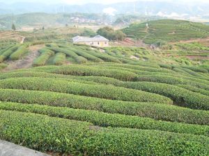 武夷山市仙茗岩茶廠