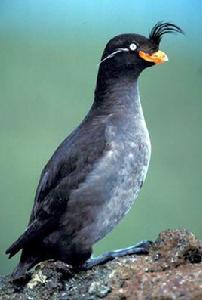 鳳頭海雀 鳳頭海雀