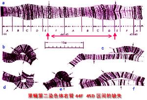 遺傳效應