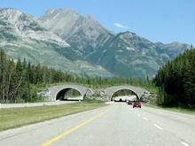 橫跨加拿大高速公路的野生動物橋.