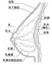 乳房的構成