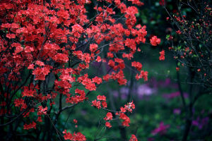 黑紅血紅杜鵑(變種)