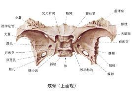 蝶骨