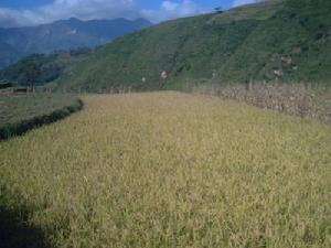 芋頭塘村