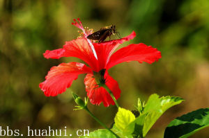 Hibiscus rosa-sinensis