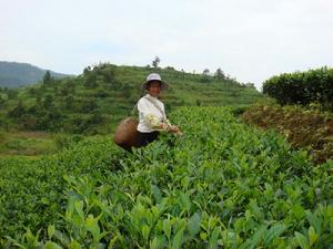 茶葉種植