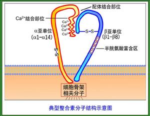 黏附分子