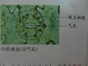 表皮組織