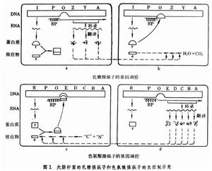 基因調控