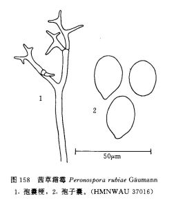 茜草霜霉