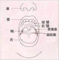 口咽癌解刨圖