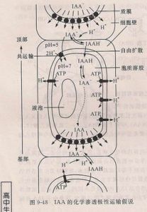 極性運輸