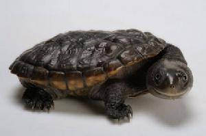 鱗背長頸龜是紐幾內亞的土生物種