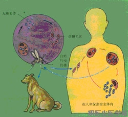 皮膚型黑熱病