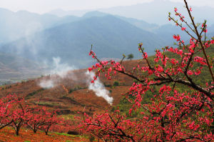 上坪桃花山