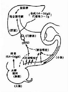 混合性厭氧菌感染