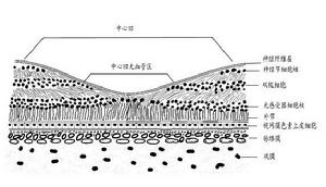 視藍質