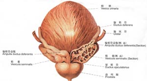 尿痛