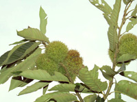 地傑林果-九家種板栗苗