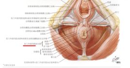 肛門外括約肌