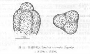 三刺三畦蟲