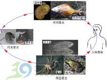 廣州管圓線蟲病傳播途徑